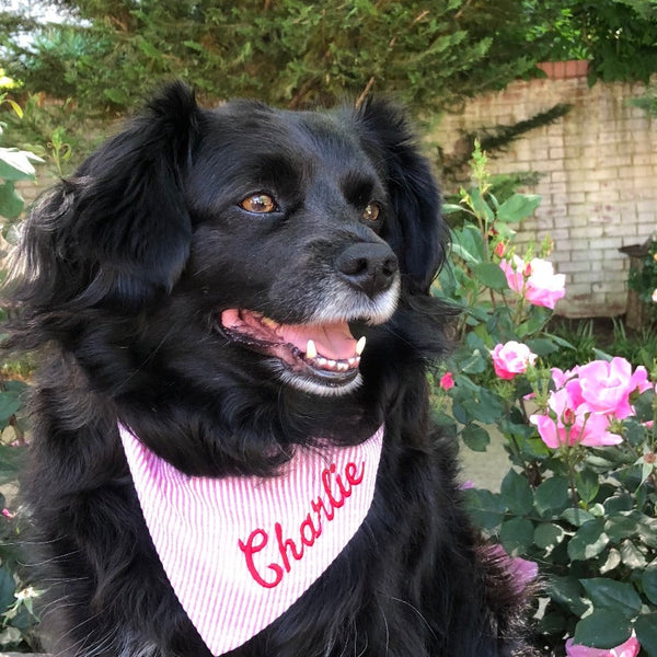 three_spoiled_dogs_pink_seersucker_bandana_embroidered_in_red_on_a_black_puppy