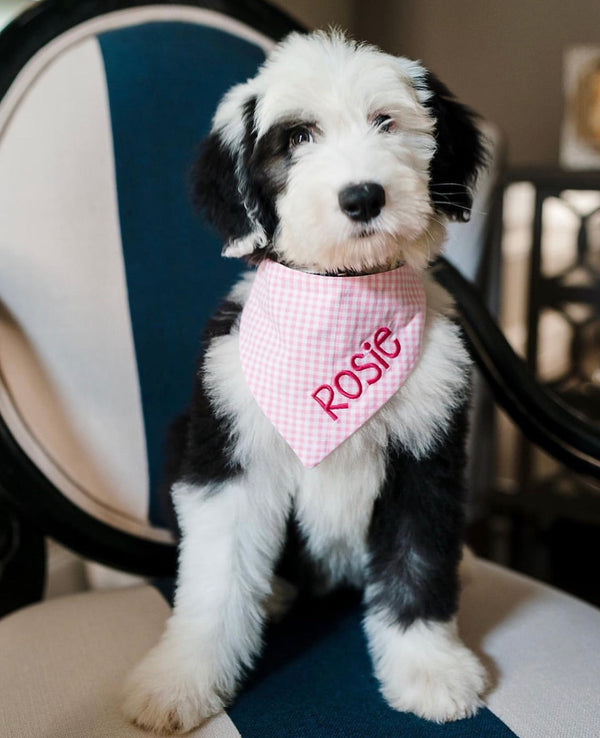 three spoiled dogs pink gingham dog bandana personalized with Rosie on an old english sheepdog sitting on a chair