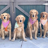 three spoiled dogs pink green red orange gingham dog bandanas personalized with four golden retrievers wearing them