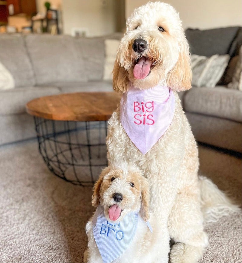 three spoiled dogs big sister and little brother custom blue and pink seersucker bandanas on 2 golden doodle dogs
