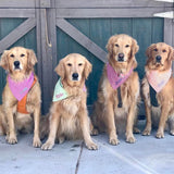 three spoiled dogs pink green red orange gingham dog bandanas personalized with four golden retrievers wearing them