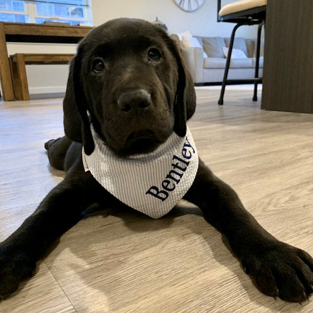 three_spoiled_dogs_blue_seersucker_bandana_embroidered_in_navy_on_a_black_lab