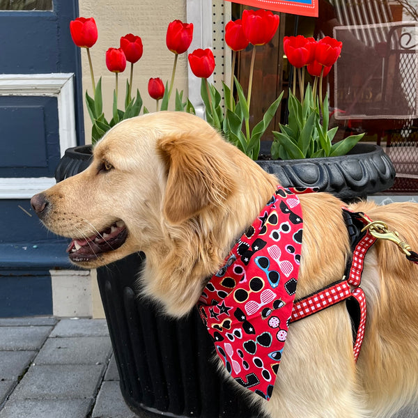 Margaritaville and Summer Sunglasses Embroidered Dog Bandanas