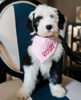 three spoiled dogs pink gingham dog bandana personalized with Rosie on an old english sheepdog sitting on a chair