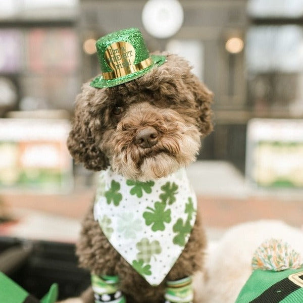 three spoiled dogs st patricks day bandana  on a brown poodle