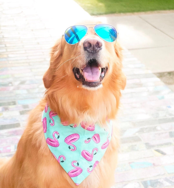 Dolphins, Sharks and Flamingo Floaties Embroidered Summer Dog Bandanas