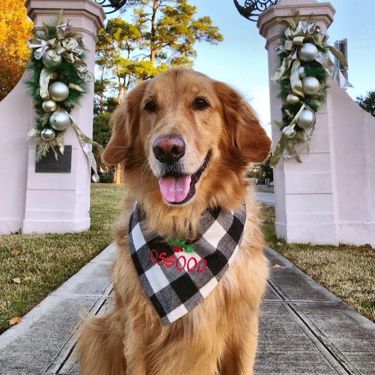 Dog hotsell bandana name