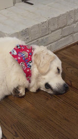Patriotic Dog Bandanas perfect to celebrate Americas 250th anniversary. 🇺🇸 Limited Editions Red with Stars & Blue with Stripes