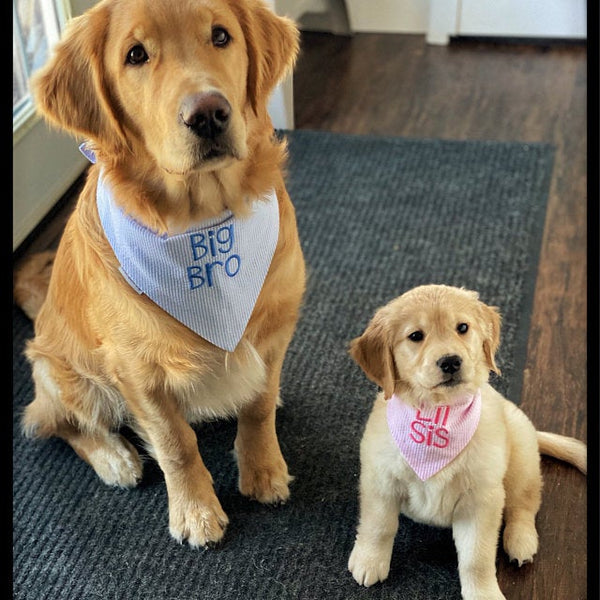 three spoiled dogs big brother and little sister custom blue and pink seersucker bandanas on 2 golden retriever dogs