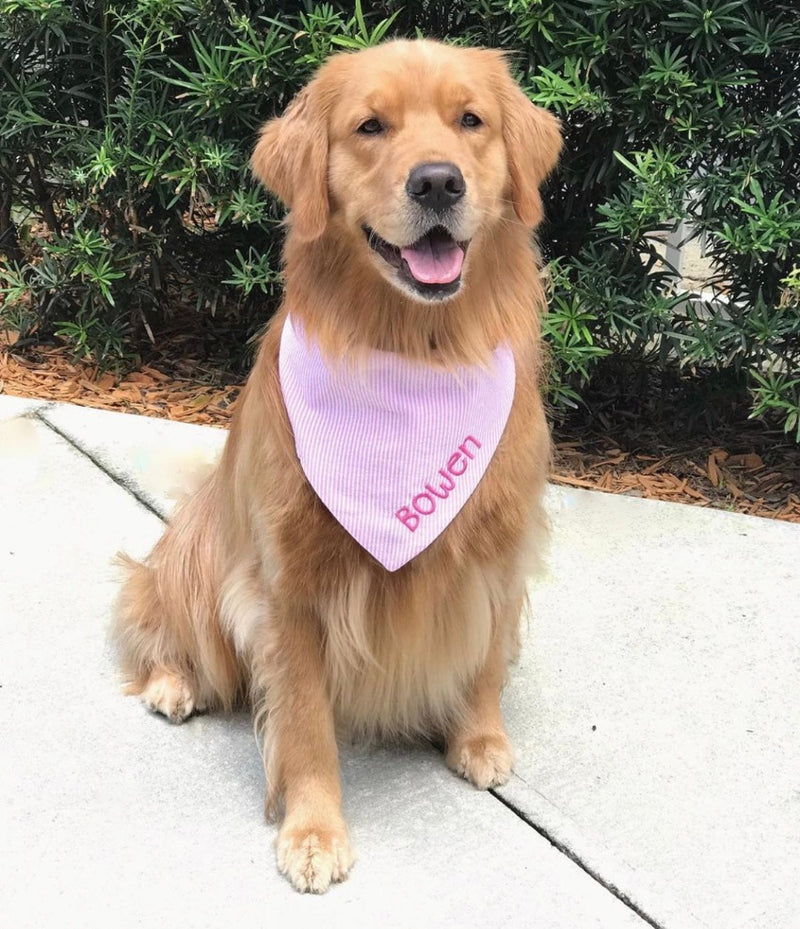 three_spoiled_dogs_pink_seersucker_bandana_embroidered_in_pink_on_a_golden_retriever