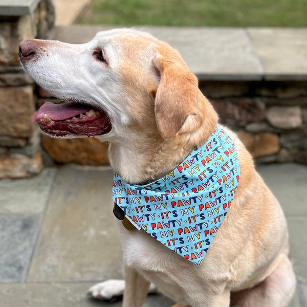 three spoiled dogs birthday bandana in blue on a yellow lab