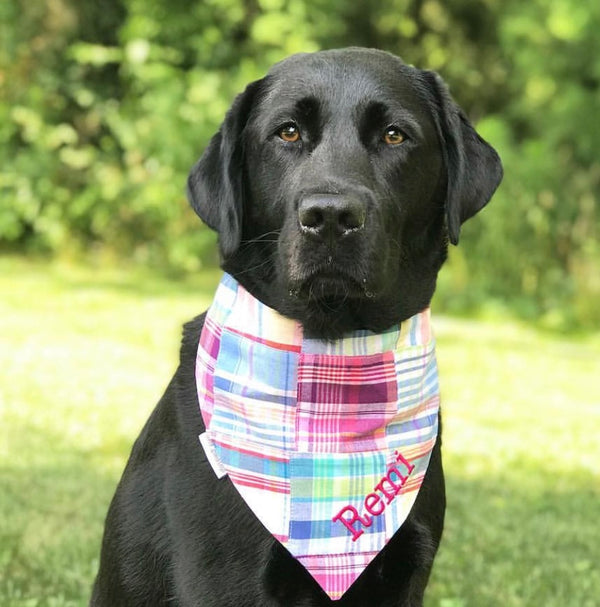 nantucket summer patchwork dog bandana embroidered  on a black lab name remi