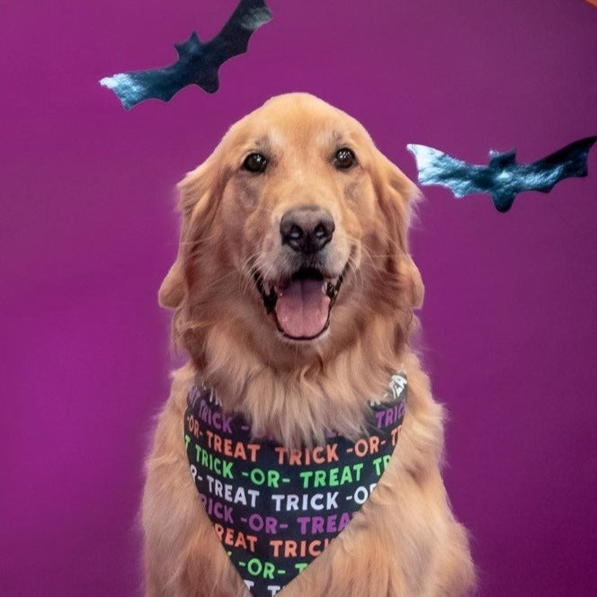 trick or treat three spoiled dogs halloween bandana on a golden retriever