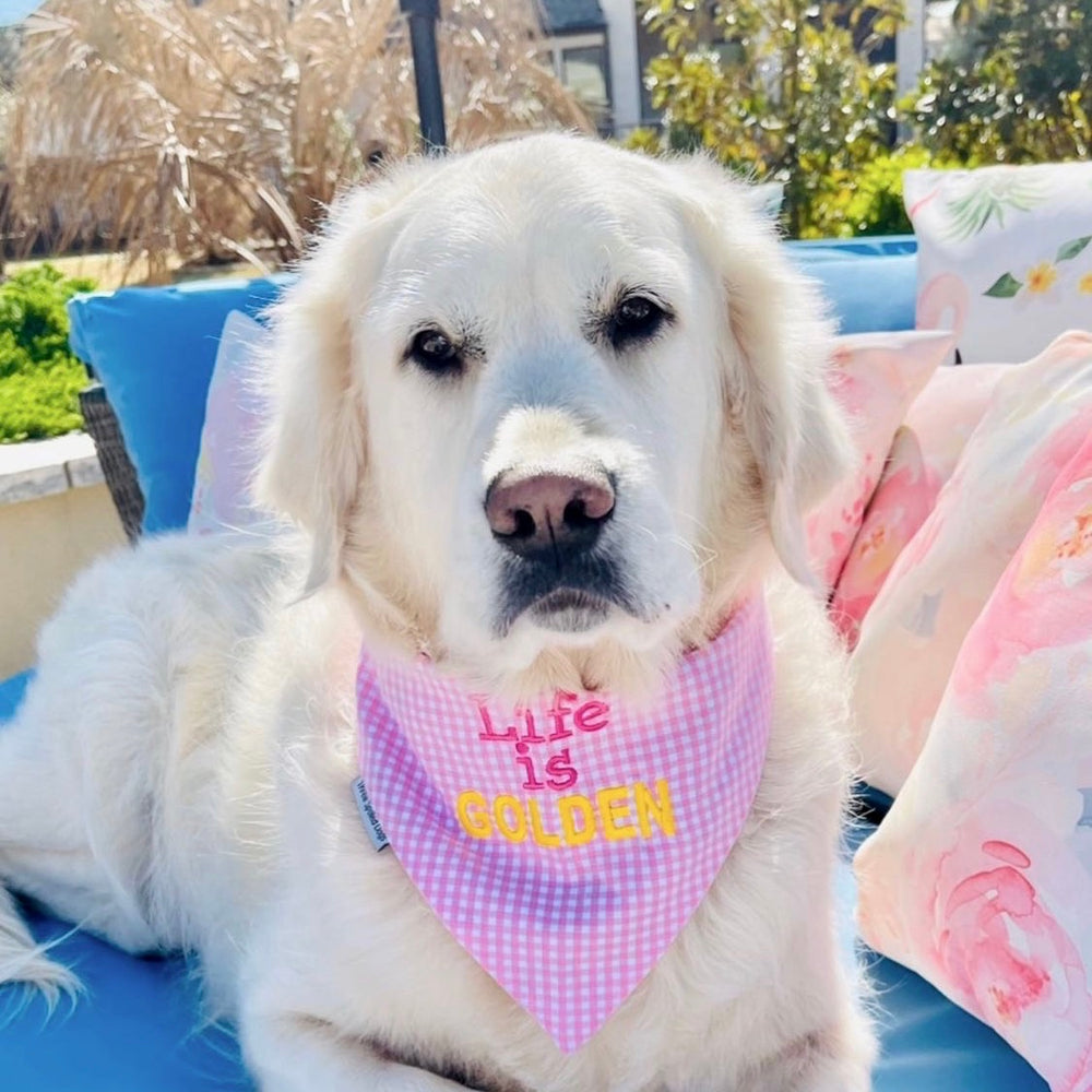 Golden retriever puppy bandana online