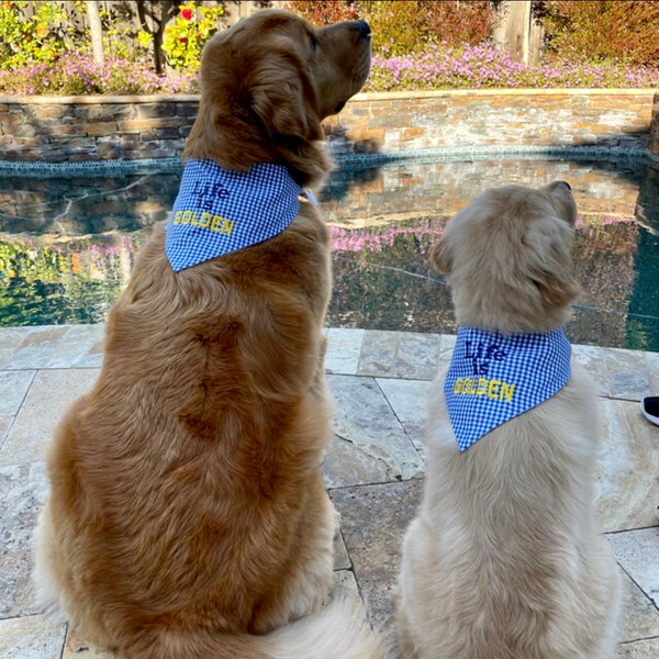 Golden retriever 2024 in bandana