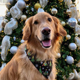 three spoiled dogs christmas trees dog bandana on a golden retriever