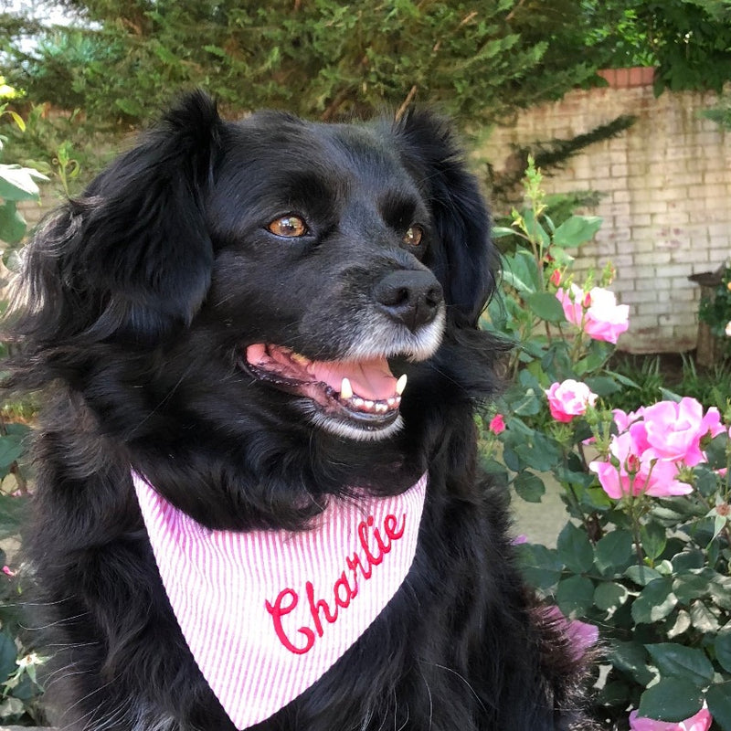 three_spoiled_dogs_pink_seersucker_bandana_embroidered_in_red_on_a_black_puppy