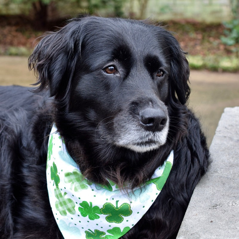 three spoiled dogs st patricks day bandana embroidered with bella on flat coat retriever