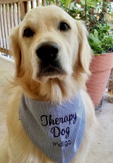 Three Spoiled Dogs Blue Seersucker Therapy Dog Custom Bandana on a golden retriever dog