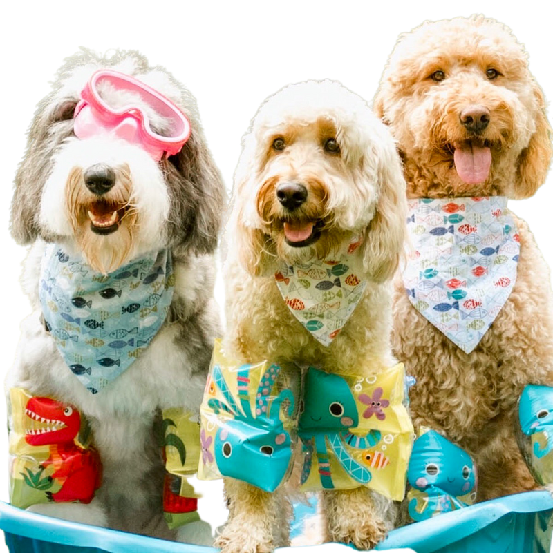 Summer Fish Dog Bandanas with Name Embroidered