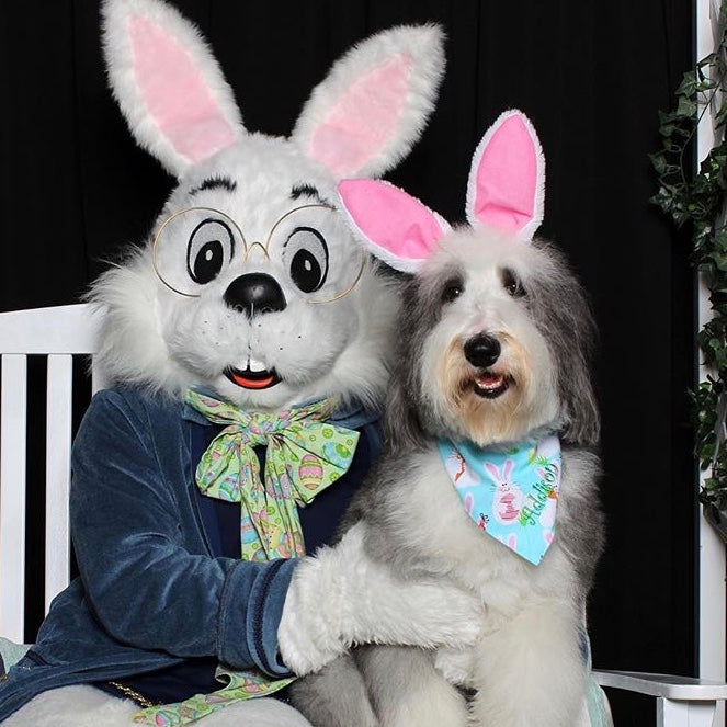 Easter Bunny & Chicks Pet Bandanas with Personalization