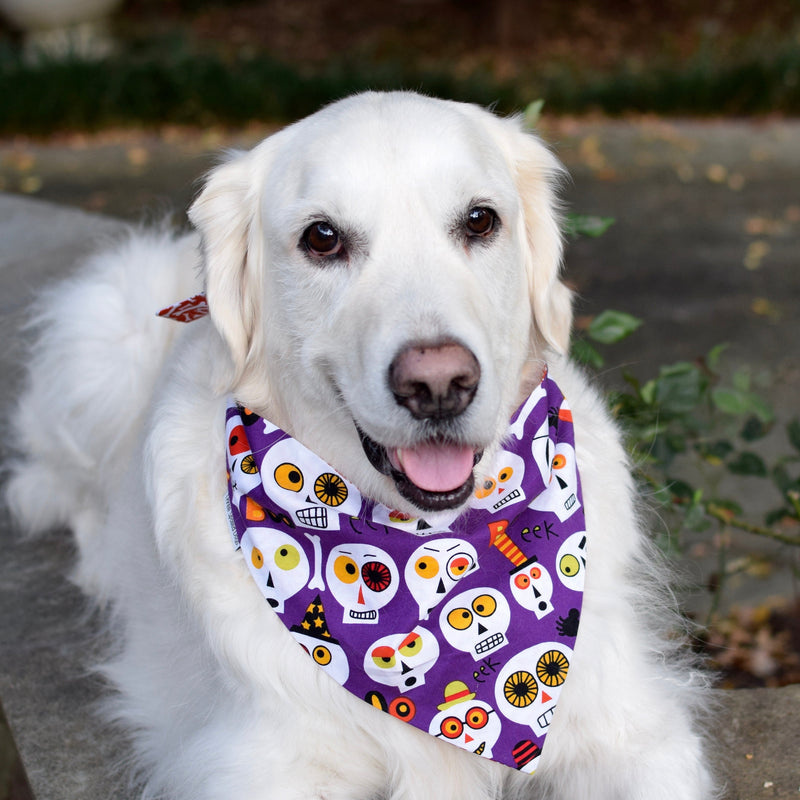 three spoiled dogs purple halloween bandana with creepy skulls on an english cream golden retriever