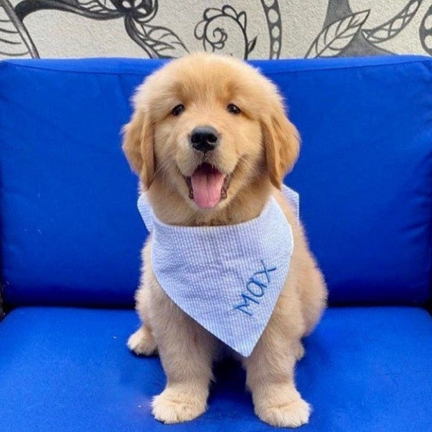 three_spoiled_dogs_blue_seersucker_bandana_embroidered_in_blue_on_a_golden_puppy