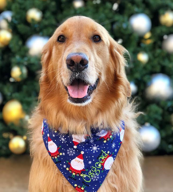 three spoiled dogs personalized santa claus bandana on a golden retriever