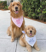 three spoiled dogs big sister and little brother custom blue and pink seersucker bandanas on 2 golden retriever dogs