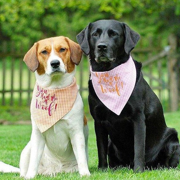 three spoiled dogs gingham dog bandana embroidered with you had me at wolf! on a black lab and a brown and white dog