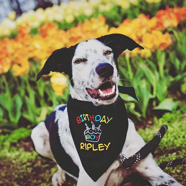 Happy Birthday Dog Bandana in black with colorful Birthday Boy and name on a black & white dog