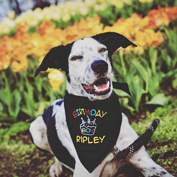 Happy Birthday Dog Bandana in black with colorful Birthday Boy and name on a black & white dog